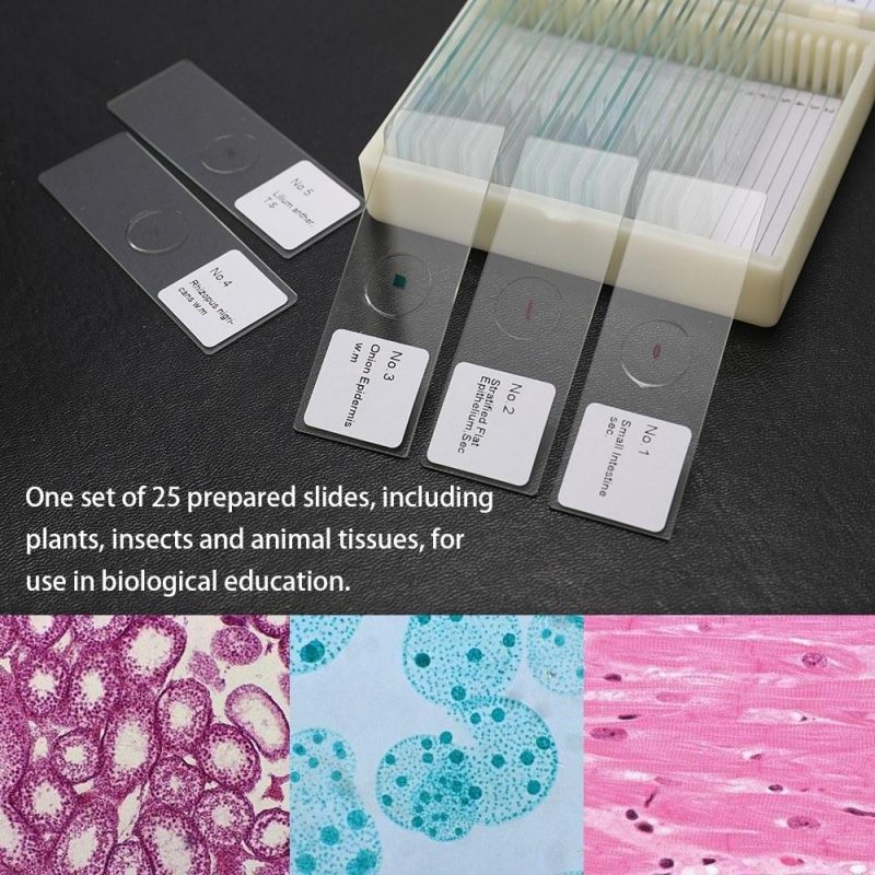 25PCS/Set Biological Glass Sample Prepared Basic Animal Plants Insects Tissues Science Specimen Cover Slips Portable Educational Microscope Slides  |   Microscopes & Endoscope Measurement & Analysis Instruments Microscopes & Endoscope