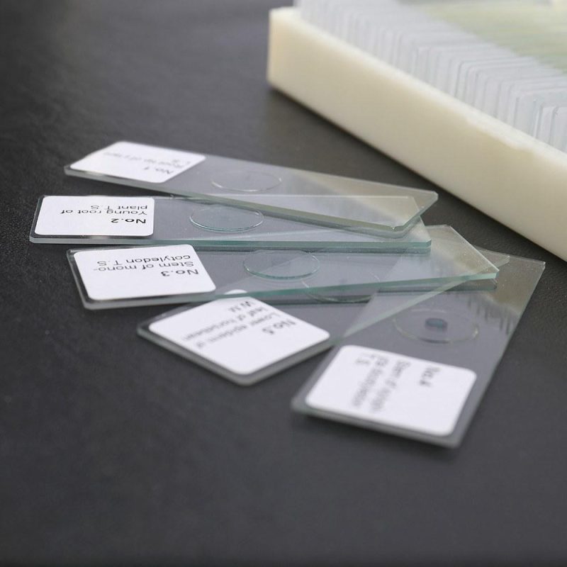 50PCS/Set Biological Glass Sample Prepared Basic Animal Plants Insects Tissues Science Specimen Cover Slips Portable Educational Microscope Slides  |   Microscopes & Endoscope Measurement & Analysis Instruments Microscopes & Endoscope